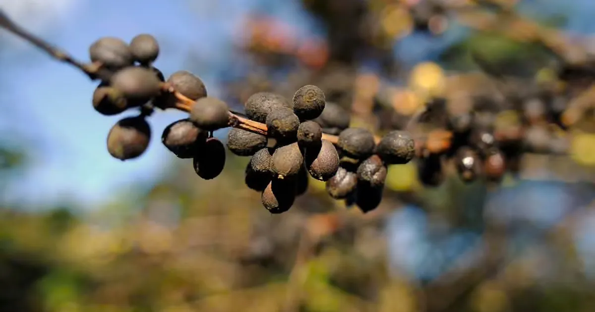 Кавова криза: зміна клімату позбавляє фермерів 