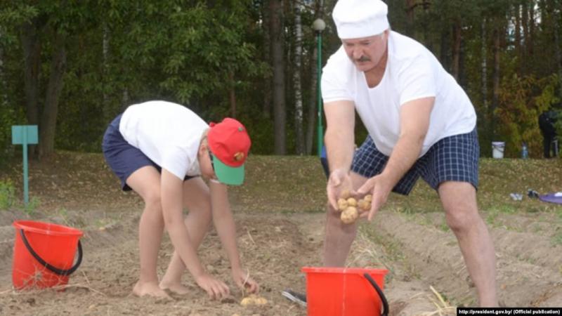 Такого не траплялося раніше: у Білорусі повністю зникла картопля.