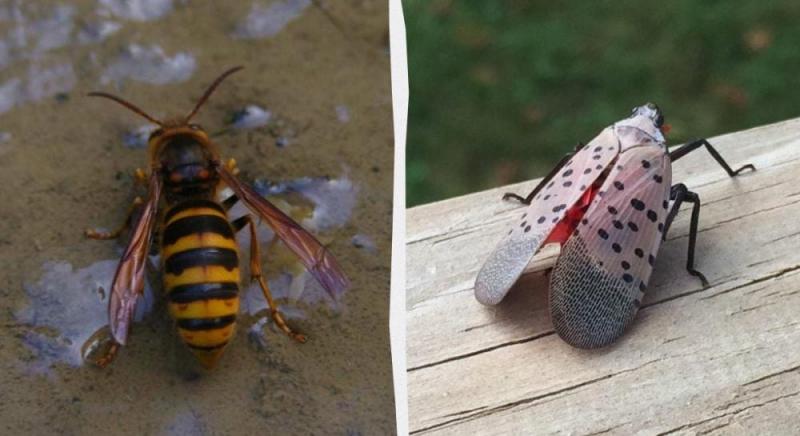 4 ризикових види комах, що можуть становити загрозу для вашого саду та житла